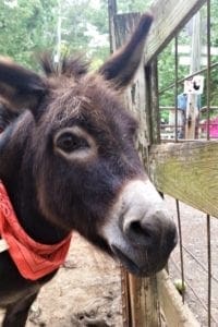 Claire the donkey gets her share of treats.