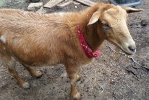 Many of the goats wear sassy bandanas :-)