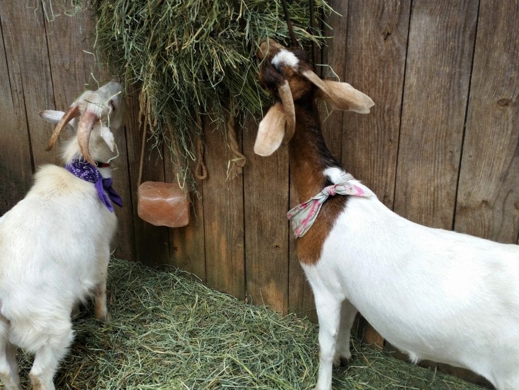 Goats eating from the hay bins in the barn.