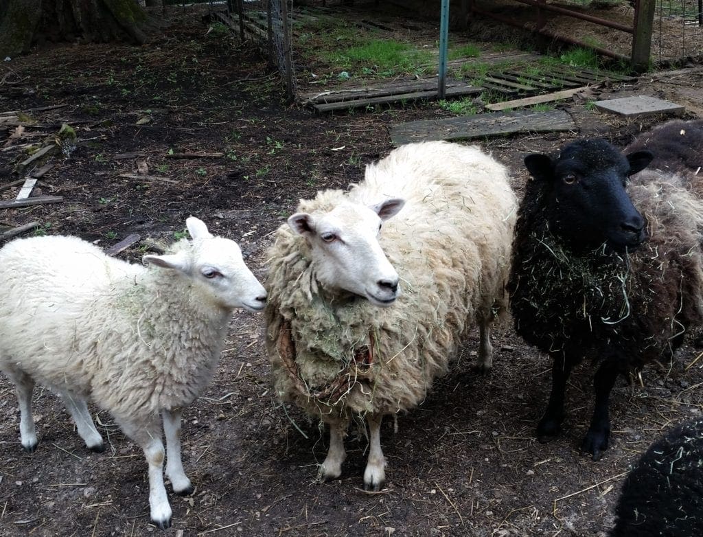 Sheep hanging out at Winterpast Farm.