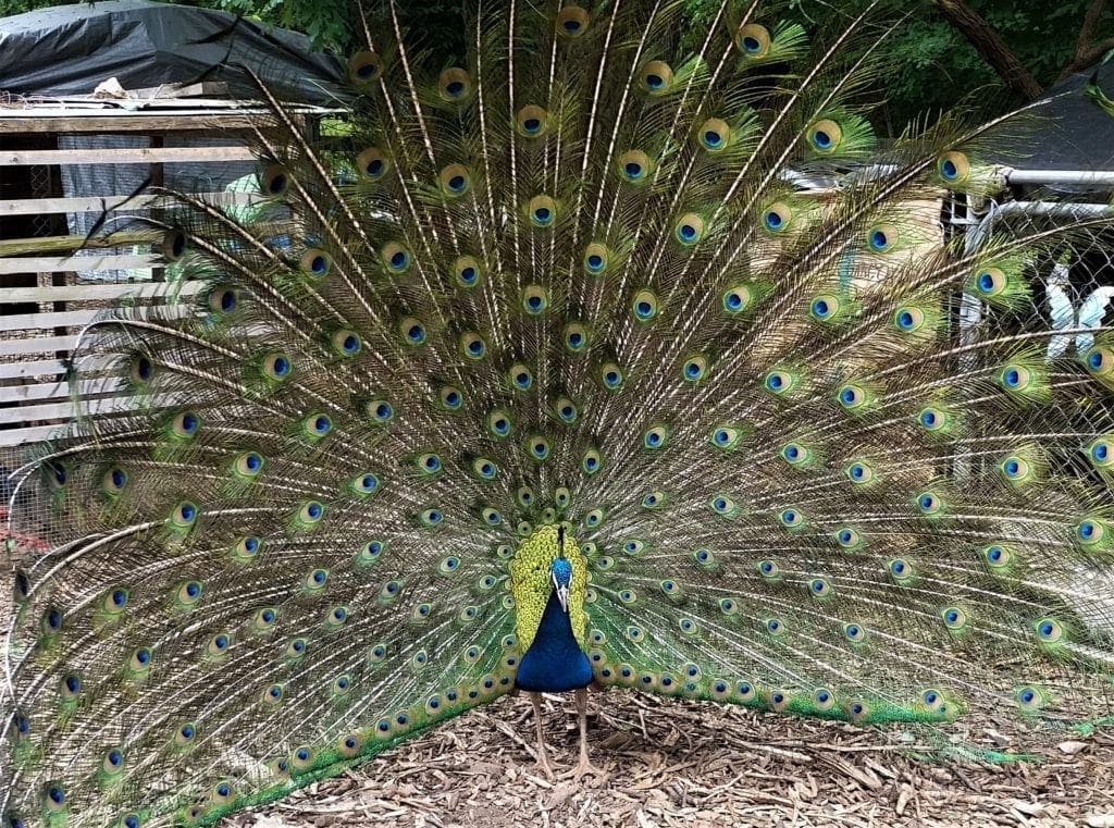 A peacock displays his gorgeous feathers.