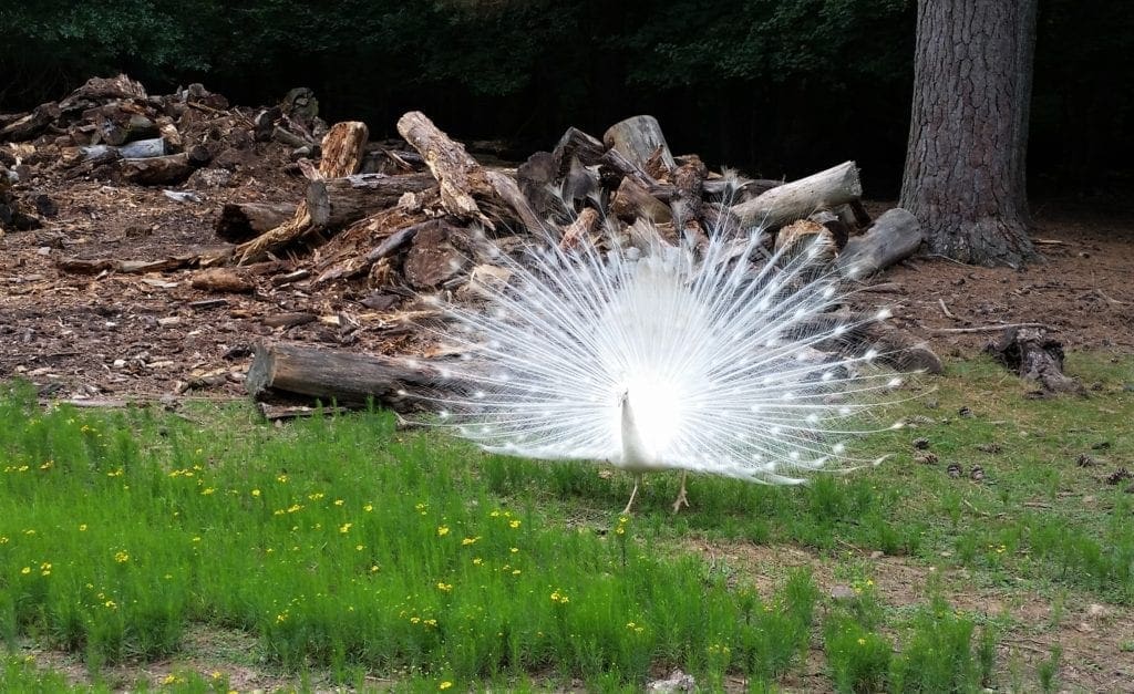 A white peacock shows off!