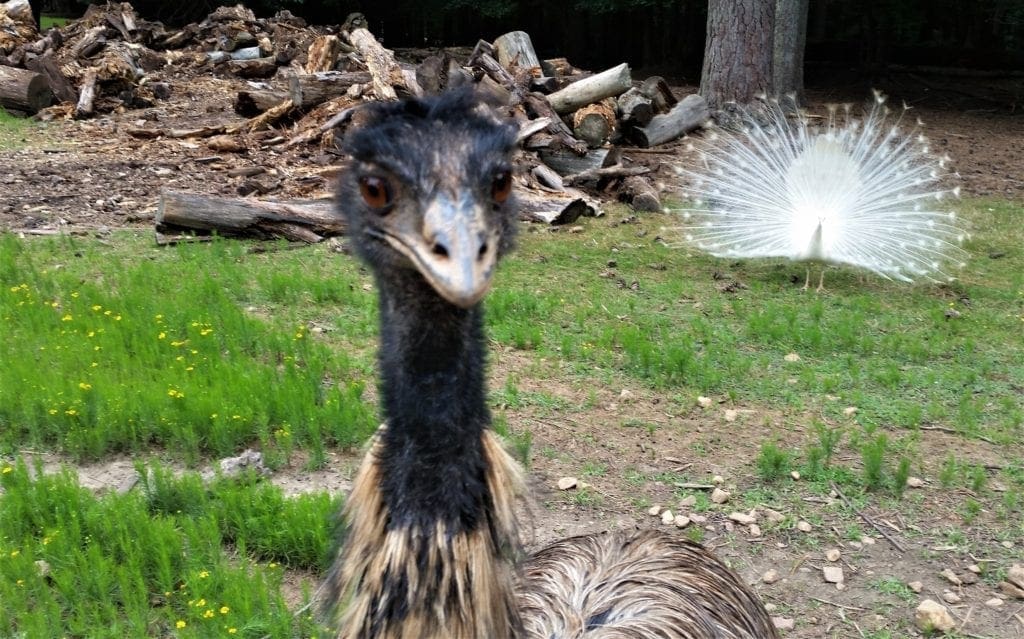 The emu isn't annoyed - it's just her face ;-)