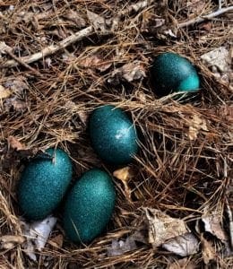 Eggs in the Emus nest.