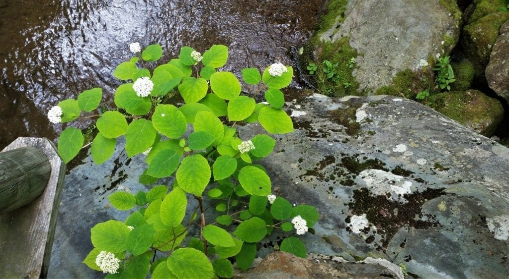 Flowers bloom beside the trout stream at Rapidan Camp in Shenandoah NP