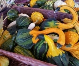 Colorful gourds are a naturally beautiful decoration