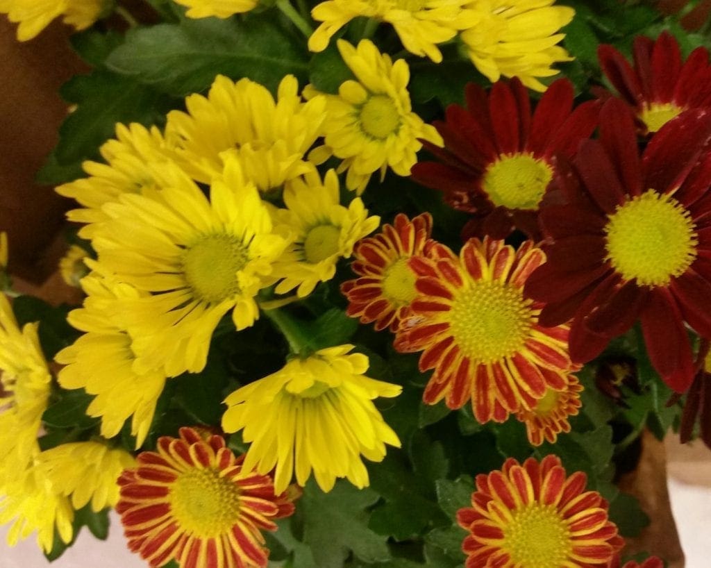 Mums make a great centerpiece - and later you can plant them in the garden!