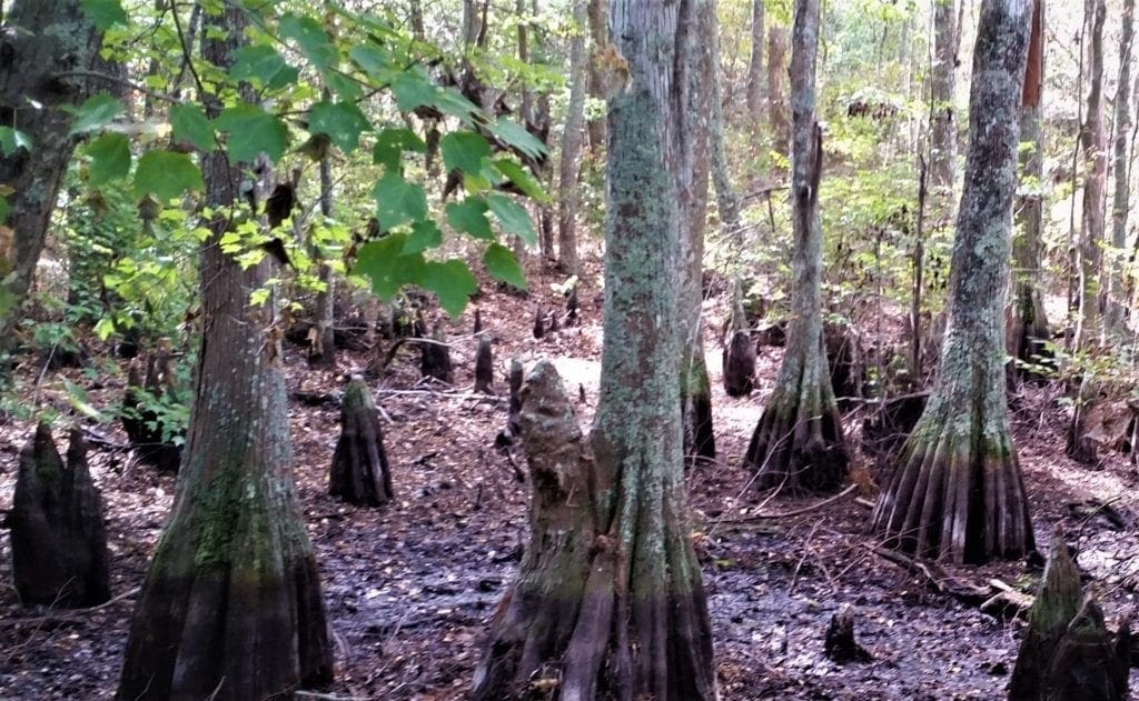 Cypress knees beside the Cape Henry trail