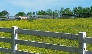 In the Springtime you can see colts and wildflowers in the NC State Veterinary school corrals.