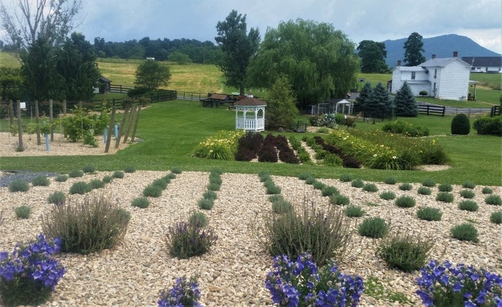 Lavender farm in Virginia.