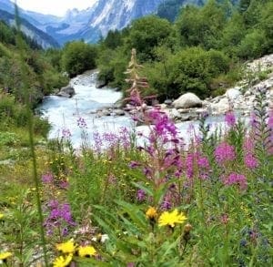 Alpine flowers near Mont Blanc