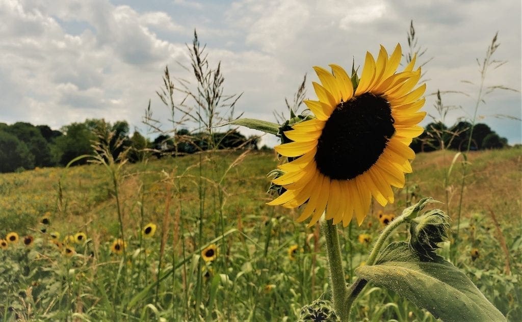 Sunflower field at NCMA Park