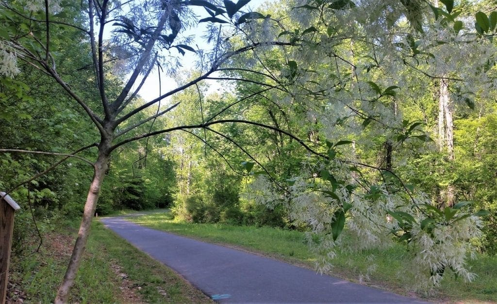 Blooming tree beside the House Creek Trail in Raleigh