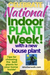 Celebrate National Plant Week with plants that help clean the air inside your home, boost creativity, and create a cheerful living space. Read to learn how you can order plants online to pot your own houseplants or create your own indoor garden!