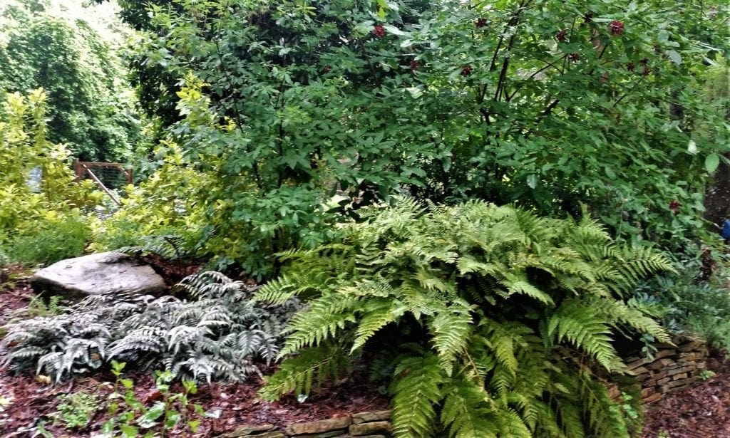 Ferns enjoy the rain in the community composting garden in Bond Park.