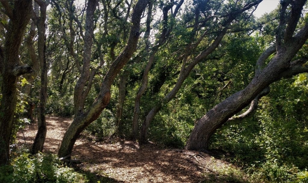 Trees along the Eliot Coues' trail.