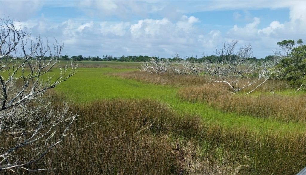 Swamp marsh in Virginia