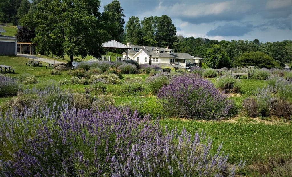 A view across the lavender field of the Beliveau Bed and Breakfast.