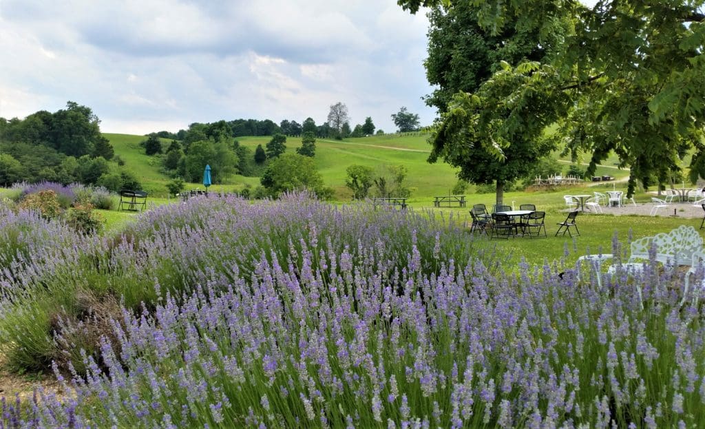 Beautiful lavender around the outdoor picnic areas.