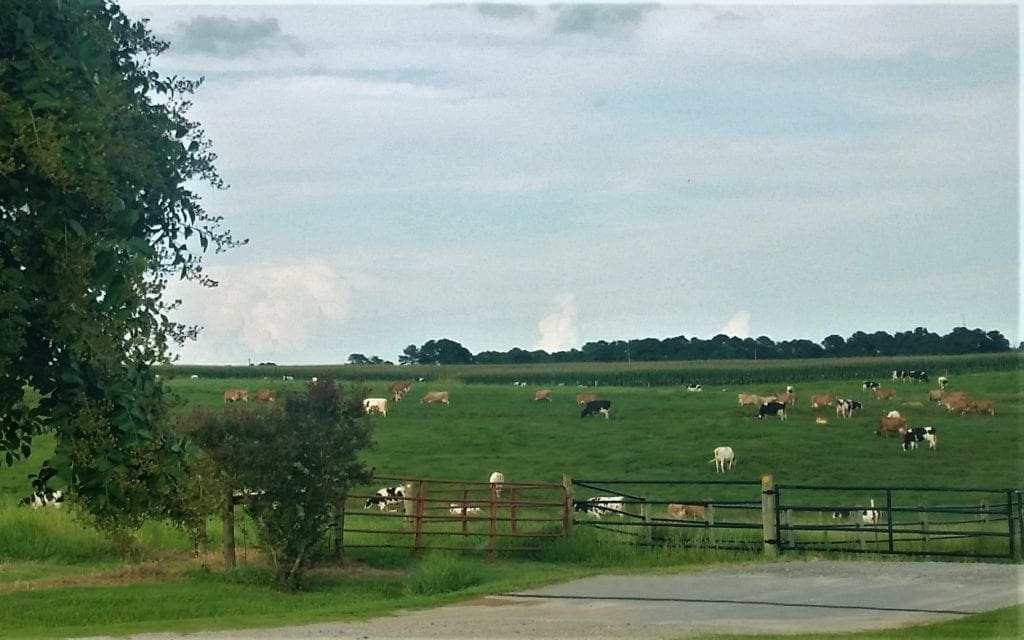Cows at the Howling Cow Creamery