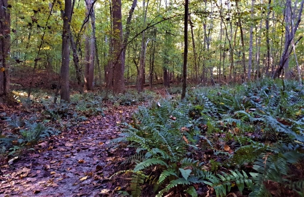 Fern-lined trail in Schenck Forest.