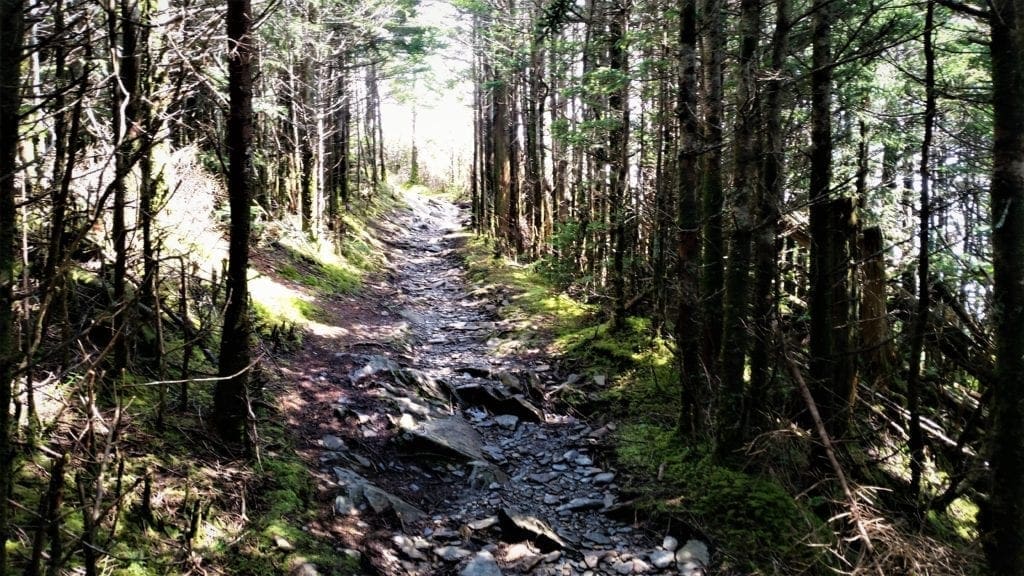 The trail passes through a dense Spruce forest.
