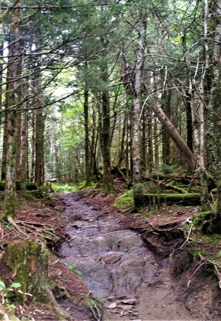 The rocky trail creates a tunnel through the forest.
