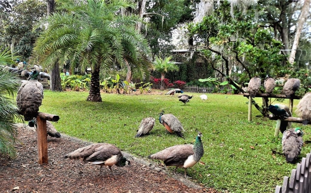 Peacocks on the grounds of the Fountain of Youth archaeological park in St Augustine.