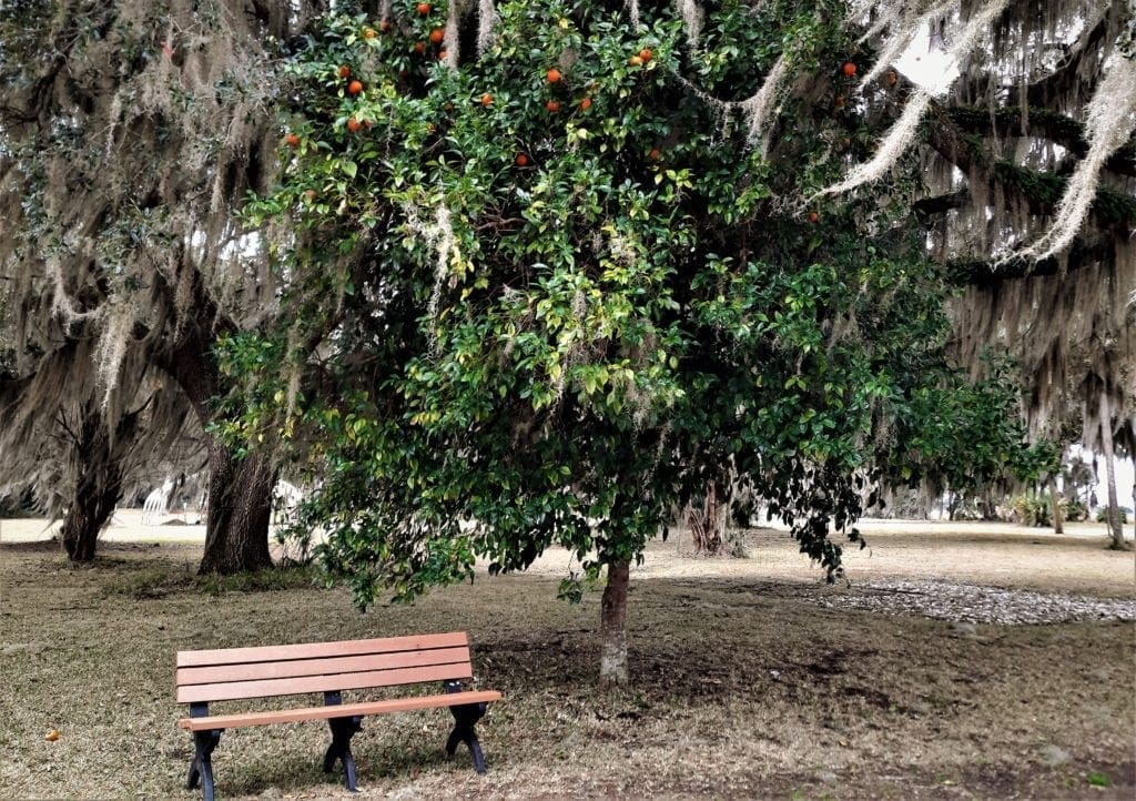 Orange trees from the Fort's orchards still bear fruit today.