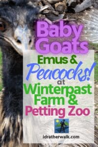 Winterpast Farm and Petting Zoo provides a home for goats (and baby goats!), sheep, emu, two mini donkeys, ducklings, peacocks, a goose, pigs, bunnies, hedgehogs, guinea pigs and many varieties of chickens. Winterpast&nbsp;is a place where families, and pretty much anyone can go to pet and play with all of the animals. Read more about how you can visit, what other fun activities are available!