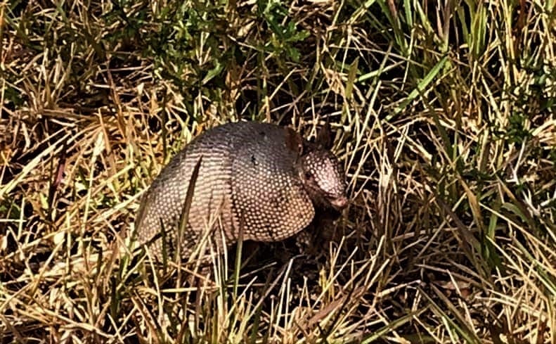 We ran into some friendly Armadillos on the road to the Couper ruins.