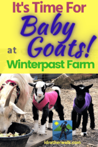 It's baby goat season at Winterpast Farm and Petting Zoo! The sanctuary also provides a home for sheep, emu, two mini donkeys, ducklings, peacocks, a goose, pigs, bunnies, hedgehogs, guinea pigs and many varieties of chickens, and pretty much anyone can go to pet and play with all of the animals. Read more about how you can visit, what other fun activities are available!