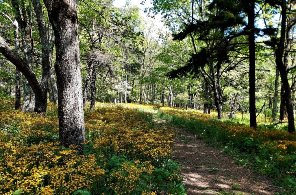 Spring flowers line a trail in Shenandoah National Park.