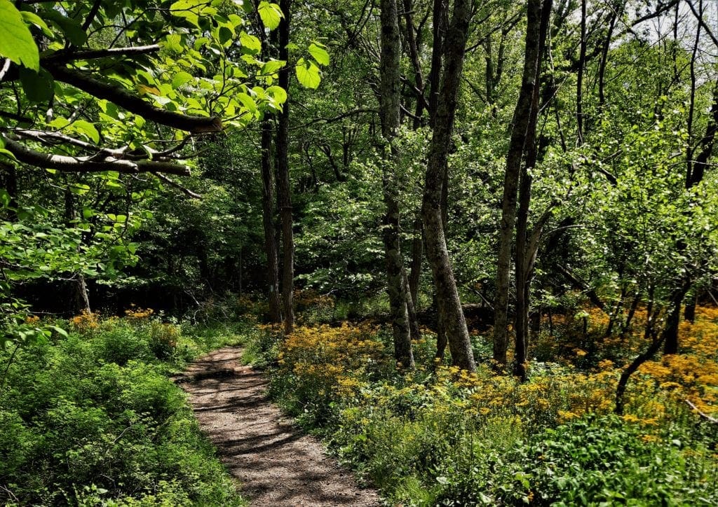 Flower-lined trail at Shenandoah National Park