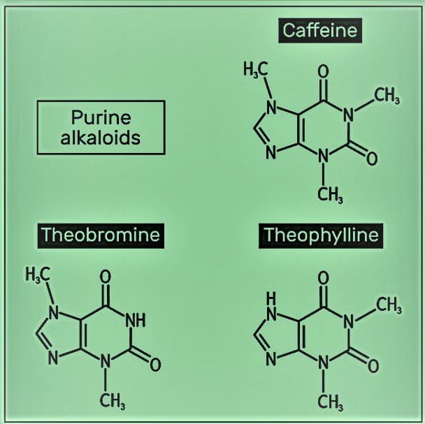 Theophylline and Theobromine are both related to Caffeine in structure and effect.