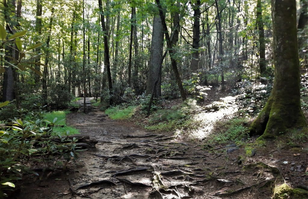 Hiking trail at Stone Mountain State Park.