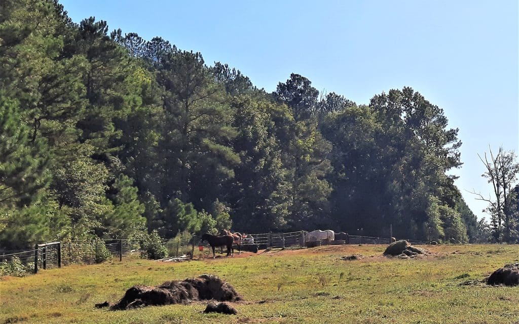 Horses in a pasture near the trail.