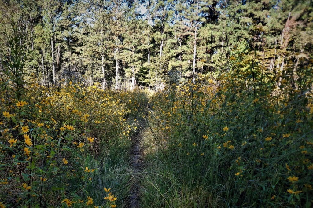 The trail goes through wildflowers in the powerline cut.