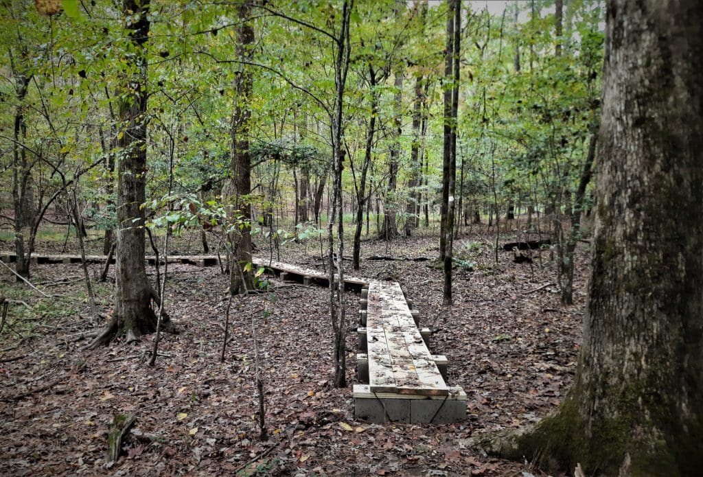 Near the start of the hike, there's a new boardwalk across a low-liking section.