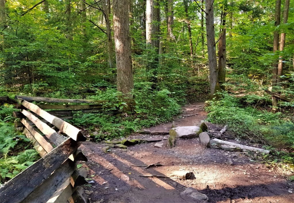 A wooded portion of the Endless Wall Trail in New River Gorge National Park.