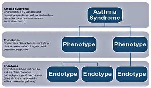 The basic categorization structure of types of asthma.
