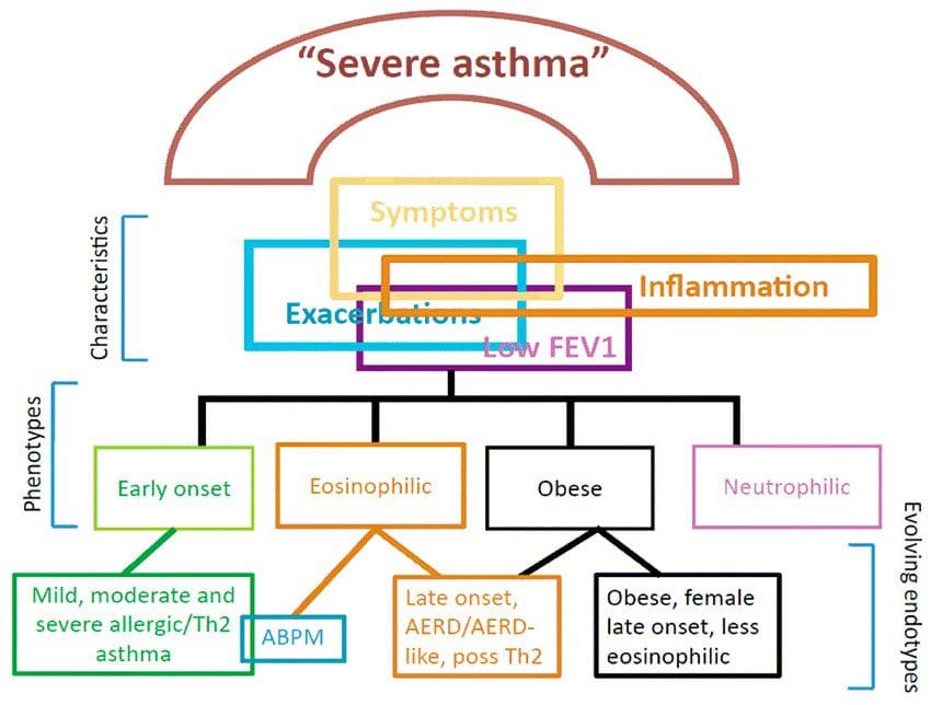 Explanation of known Phenotypes in severe asthma.