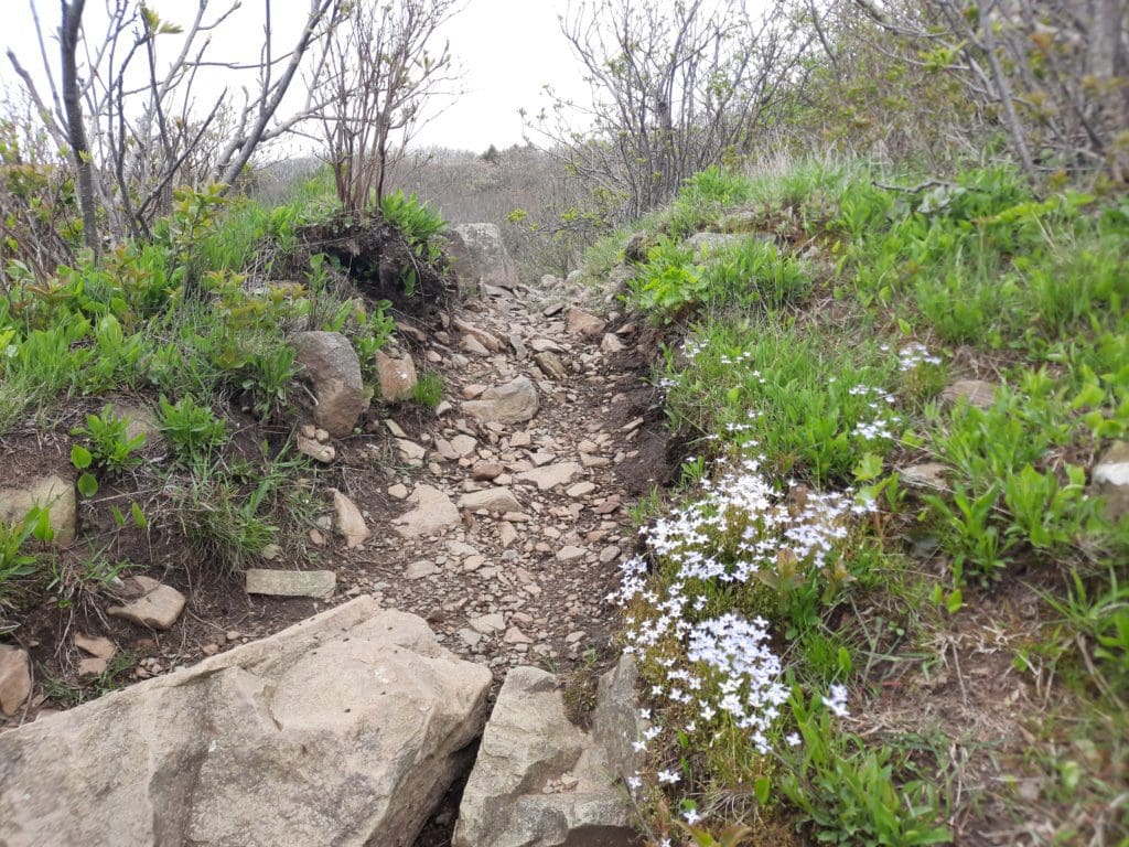 Wildflowers lining the Stone Man trail.