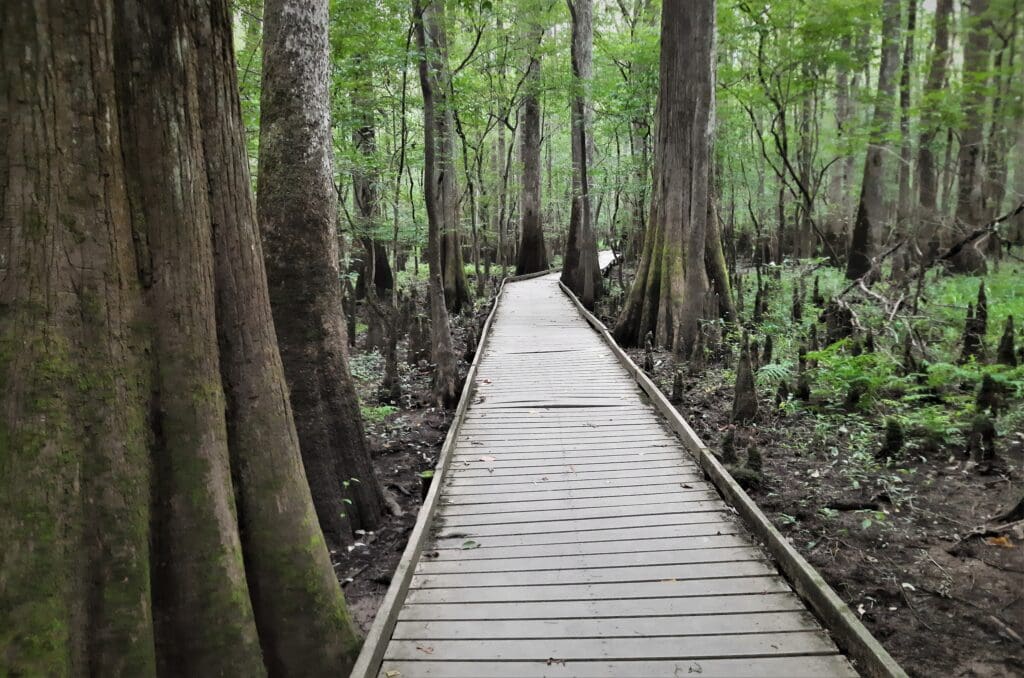On a boardwalk trail at Congaree.