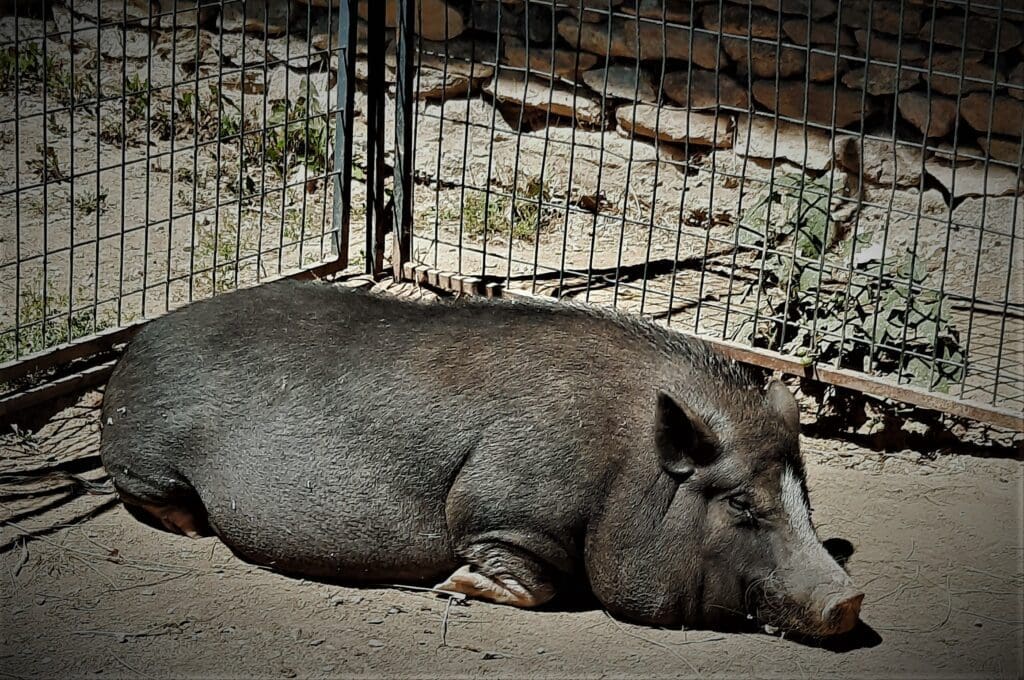 A happy pig at Apple Hill Farm.