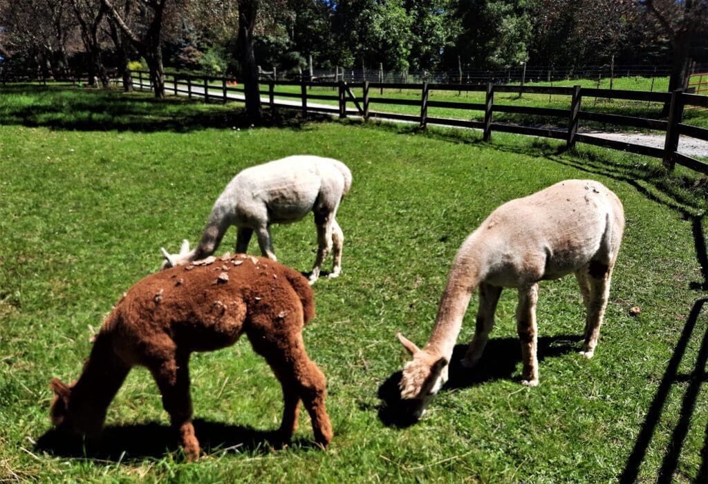 The alpaca eat the apples from the ground.