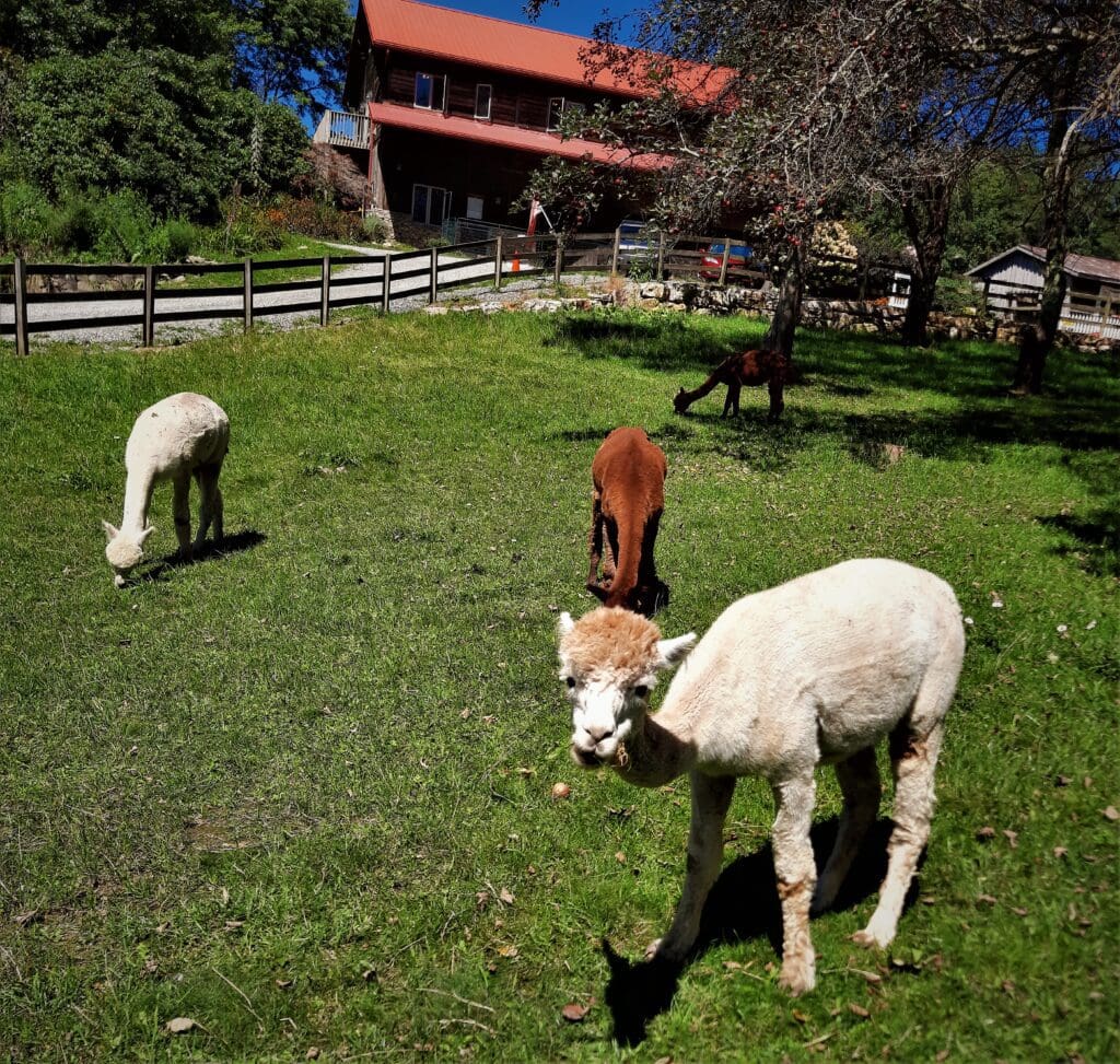 Alpaca graze in the pen nearest to the barn.