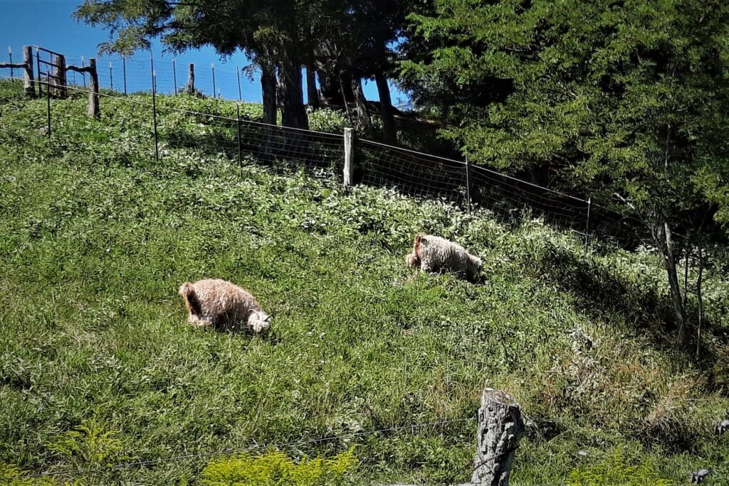 Angora goats on the hillside.
