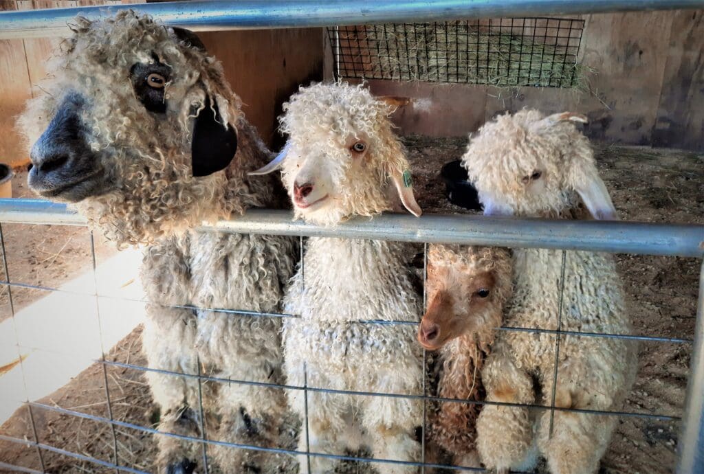 Angora goats probably shouldn't drink beer.