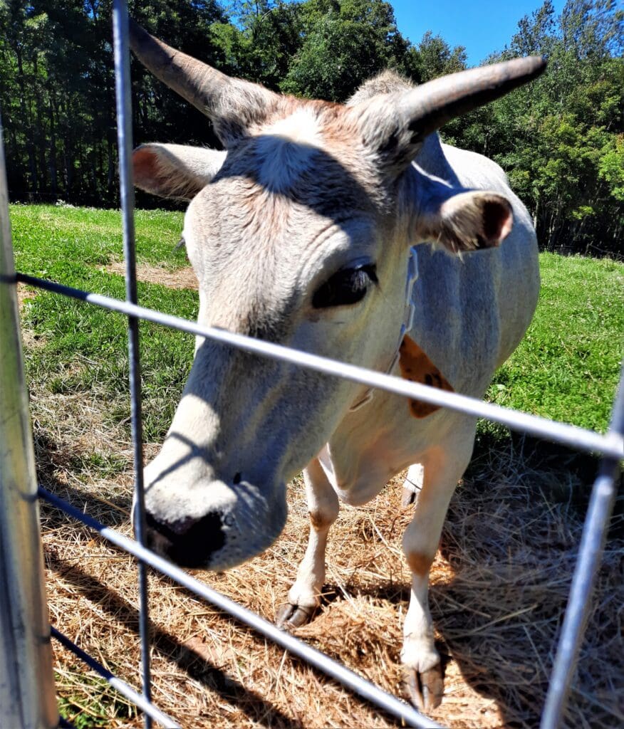 Zebu are especially friendly if you have snacks!